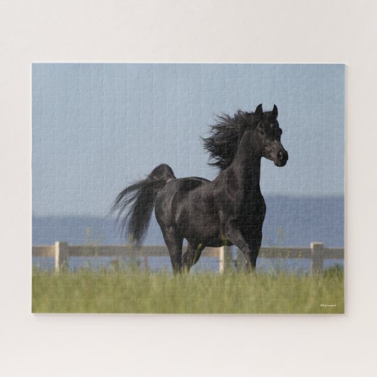 Black Arab Stallion Running Mane Flow Legpuzzel (Horizontaal)