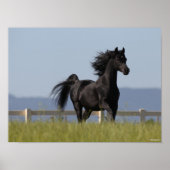Black Arab Stallion Running Mane Flow Poster (Voorkant)
