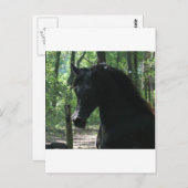 Black Arabian Mare in Forest Briefkaart (Voorkant / Achterkant)
