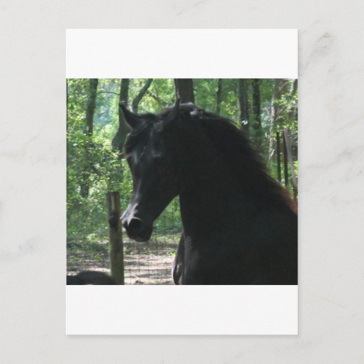 Black Arabian Mare in Forest Briefkaart (Voorkant)