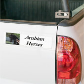 Black Arabian Sport Horse in Hand Bumpersticker (Op Truck)