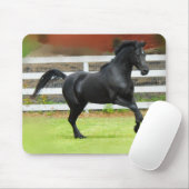 Black Arabian Stallion Muismat (Met muis)