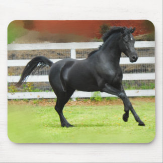 Black Arabian Stallion Muismat