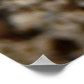 Black Arches Moth Poster (Hoek)