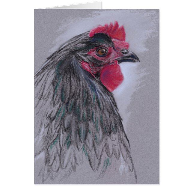 Black Australorp Hen (Voorkant)