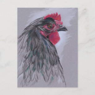 Black Australorp Hen Briefkaart
