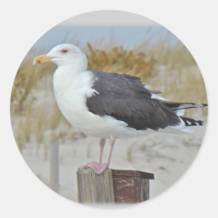 Black Backed Gull Seagull-reeks Ronde Sticker