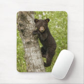Black Bear Cub in Tree Muismat (Met muis)