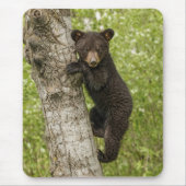 Black Bear Cub in Tree Muismat (Voorkant)