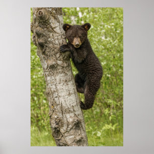 Black Bear Cub in Tree Poster