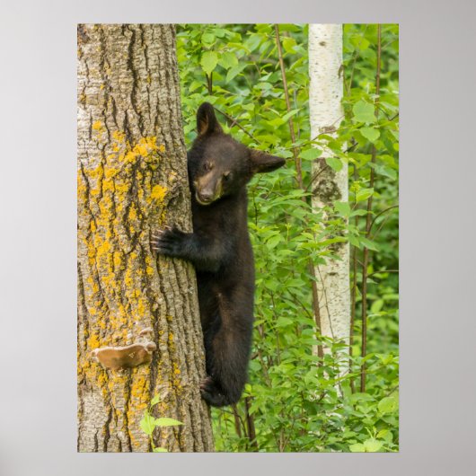 Black Bear Cub | Minnesota Poster (Voorkant)