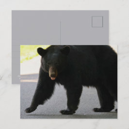 Black Bear in Cades Cove - Great Smokey Mountains  Briefkaart