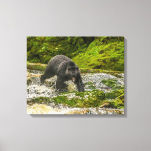 Black Bear Vissen Qua Creek Brits-Columbia Canvas Afdruk