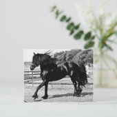 Black Beauty Horse Briefkaart (Staand voorkant)