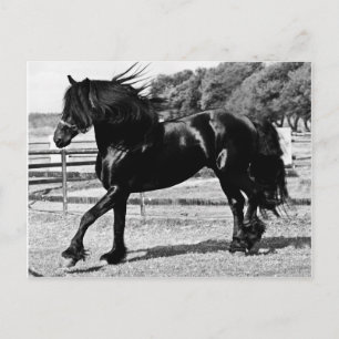 Black Beauty Horse Briefkaart