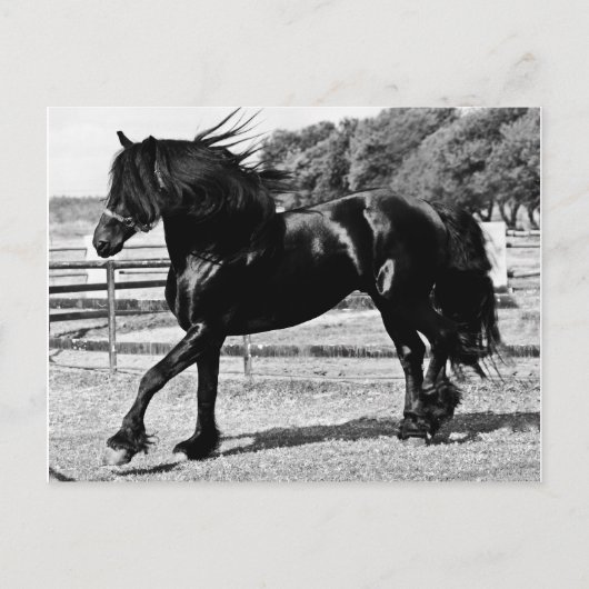 Black Beauty Horse Briefkaart (Voorkant)