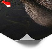 Black Beauty Poster (Hoek)