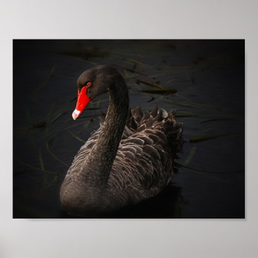 Black Beauty Poster (Voorkant)