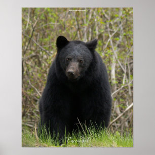 BLACK BEER Wildlife Animal Photo Poster