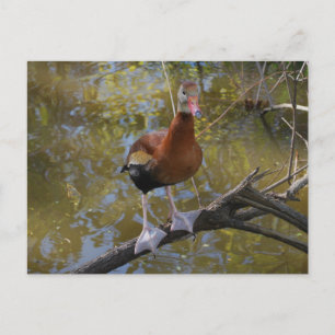 Black-Bellied Whistling Duck 2 Briefkaart