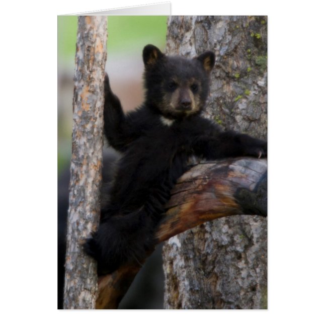Black Beren Cub Lounging (Voorkant)