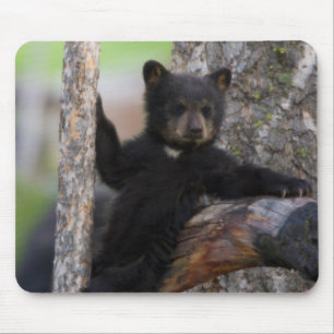Black Beren Cub Lounging Muismat