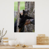 Black Beren Cub Lounging Poster (Keuken)