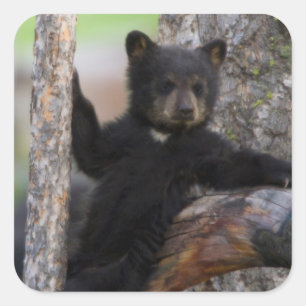 Black Beren Cub Lounging Vierkante Sticker