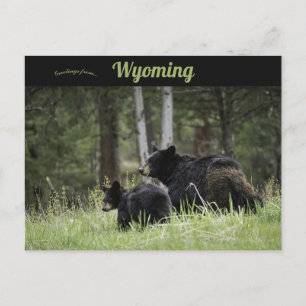 Black Beren Yellowstone National Park Wyoming Briefkaart