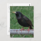 Black Bird Briefkaart (Voorkant / Achterkant)