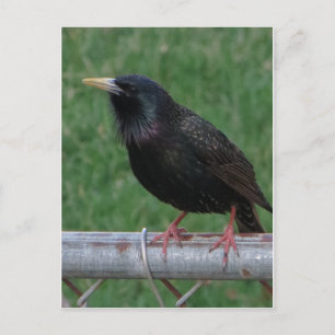 Black Bird Briefkaart