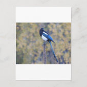 Black Bled Magpie Briefkaart (Voorkant)