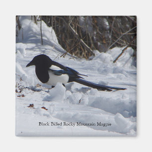 Black Bled Rocky Mountain Magpie magnet Magneet