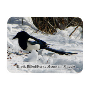 Black Bled Rocky Mountain Magpie magnet Magneet