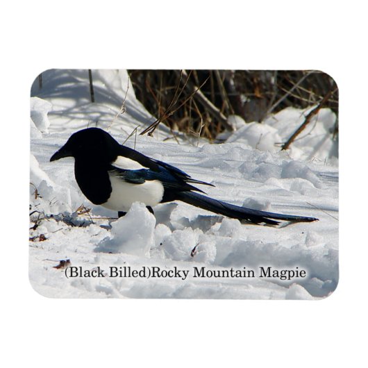 Black Bled Rocky Mountain Magpie magnet Magneet (Horizontaal)