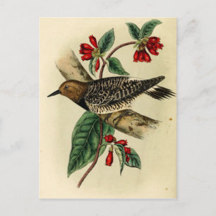 Black Breasted Woodpecker Briefkaart