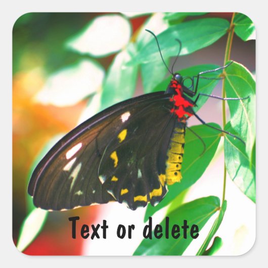 Black Butterfly Natuur - Aangepast Vierkante Sticker (Voorkant)