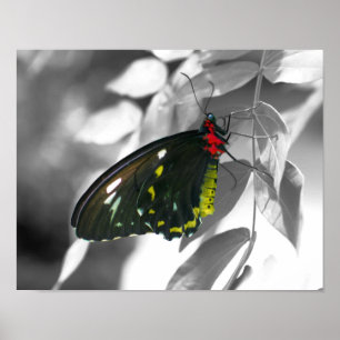 Black Butterfly Partial Color Natuur Poster