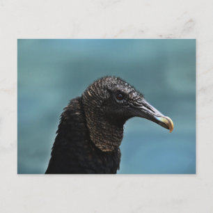 Black Buzzard Briefkaart