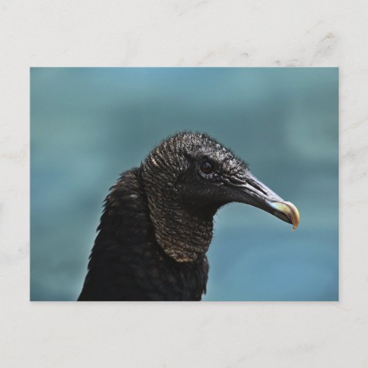 Black Buzzard Briefkaart (Voorkant)