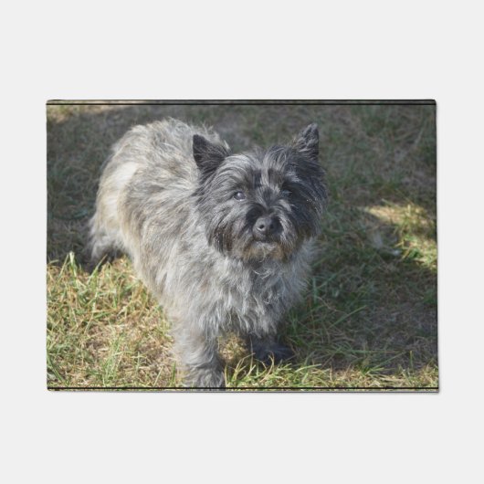 Black Cairn Terrier Deurmat (Voorkant)