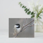 Black Capped Chickadee Foto Briefkaart (Staand voorkant)