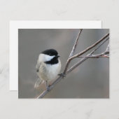 Black Capped Chickadee Foto Briefkaart (Voorkant / Achterkant)