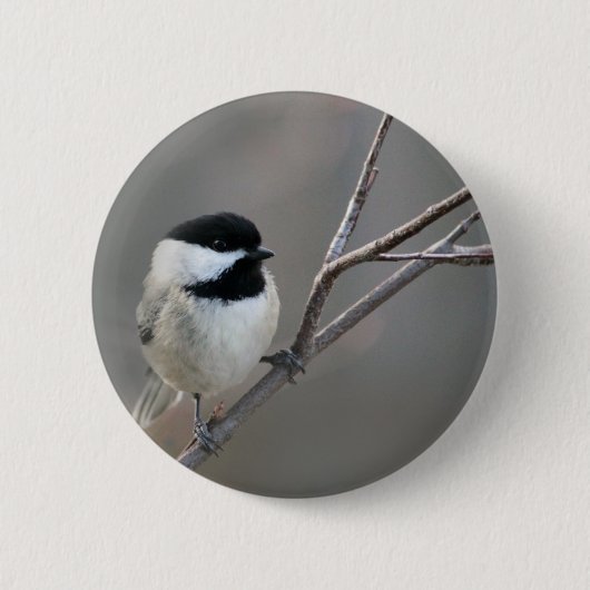 Black Capped Chickadee Foto Ronde Button 5,7 Cm (Voorkant)