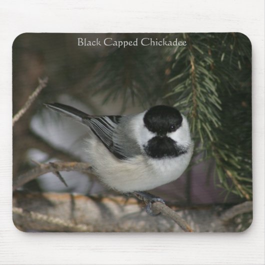 Black Capped Chickadee Mousepad Muismat (Voorkant)