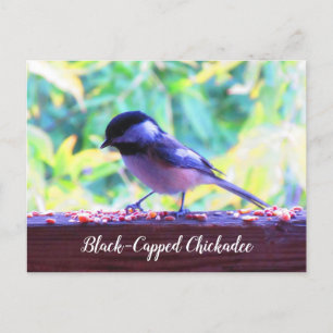 Black Capped Chickadee Perching Birds Canada Briefkaart