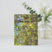 Black-Capped Chickadee Postcard Briefkaart (Staand voorkant)