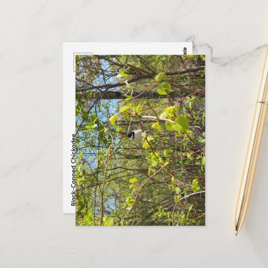 Black-Capped Chickadee Postcard Briefkaart (Voorkant / Achterkant in situ)