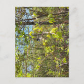 Black-Capped Chickadee Postcard Briefkaart (Voorkant)