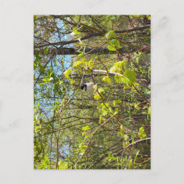 Black-Capped Chickadee Postcard Briefkaart